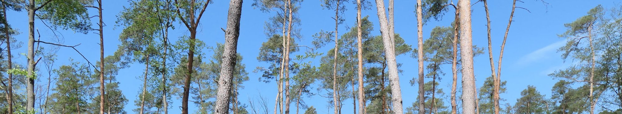 Aufgelichteter Kiefernbestand mit in der Krautschicht aufkommenden Bewuchs der Kermesbeere, der die Waldverjüngung wesentlich behindern kann, Forstamt Bienwald (Foto: FVA BW/Delb).