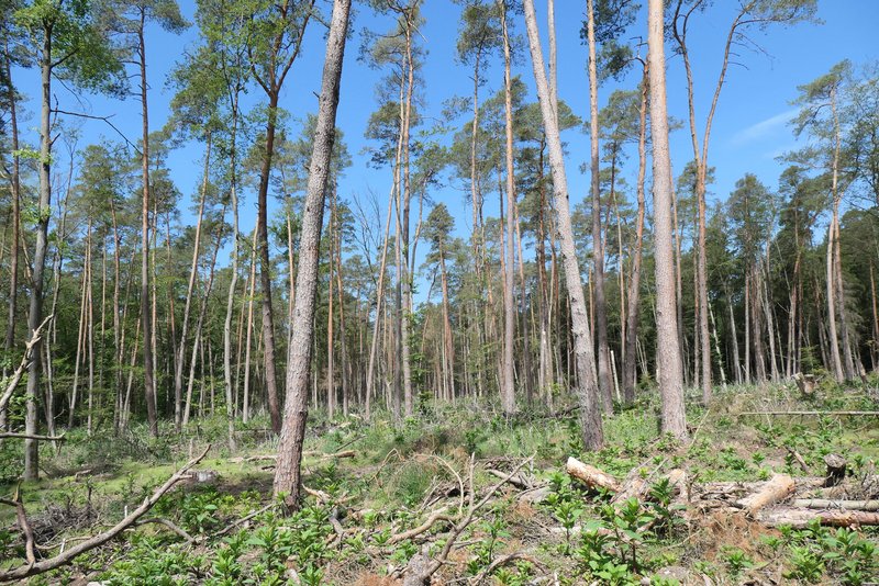 Aufgelichteter Kiefernbestand mit in der Krautschicht aufkommenden Bewuchs der Kermesbeere, der die Waldverjüngung wesentlich behindern kann, Forstamt Bienwald (Foto: FVA BW/Delb).