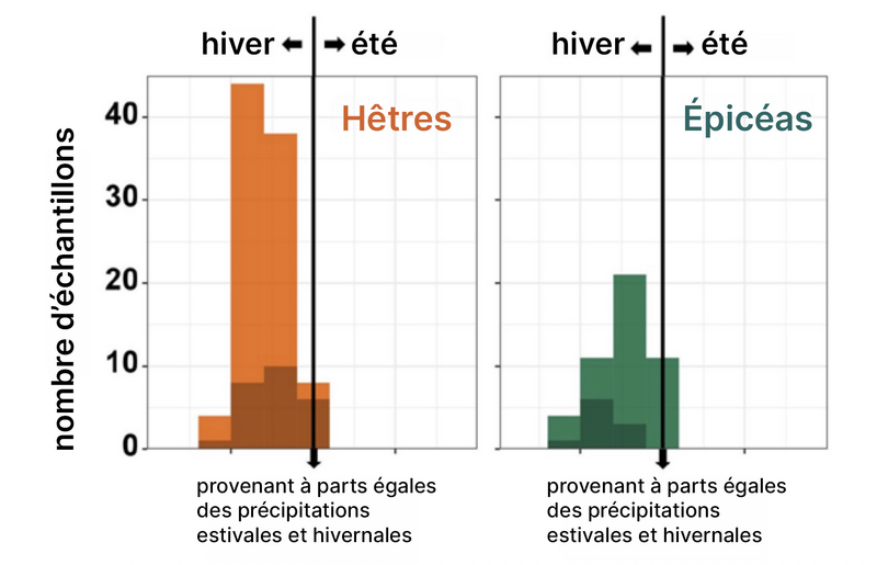 Présentation de l'origine de l'eau des hêtres et des épicéas