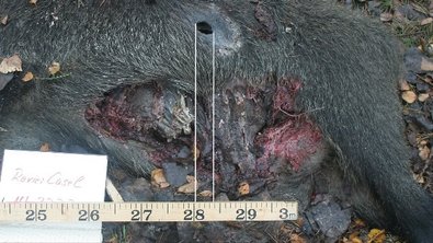 Wildschweinkadaver mit Spurenlage