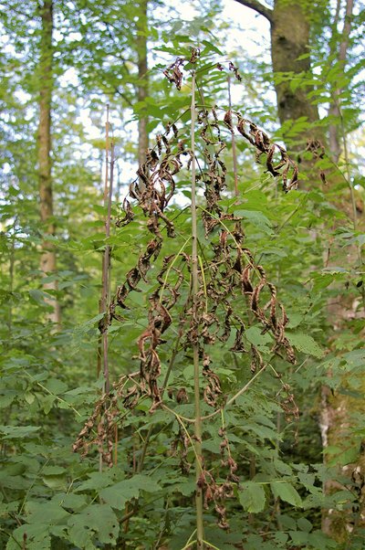 vertrocknete Eschenblätter an einer jungen Pflanze