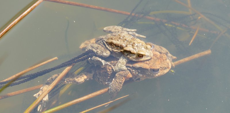 ein Paar der Erdkröte (Weibchen mit dem sich auf seinem Rücken festklammernden Männchen) bei der Eiablage, zwischen Binsenhalmen sind die Laichschnüre zu sehen
