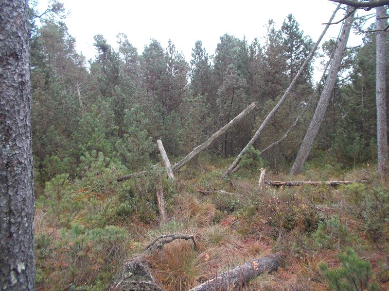 ichter Moorwald mit zahlreichen Kiefern und jungen Gehölzen sowie abgestorbenen, teils umgestürzten Bäumen. Der Waldboden ist von Heide, Gräsern und Zwergsträuchern bewachsen.