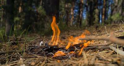 Brandherd im Wald