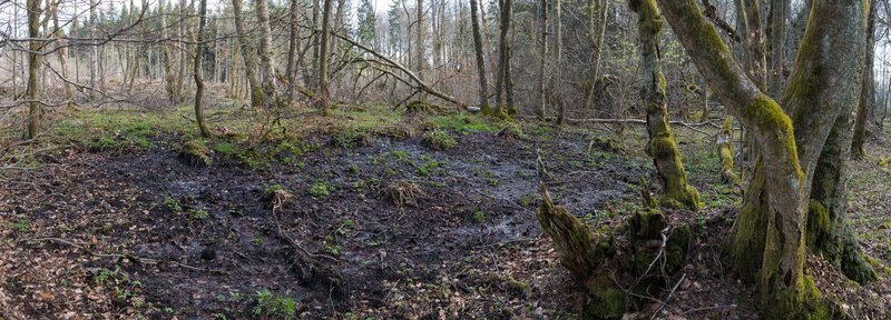 kleines Quellmoor im Wald