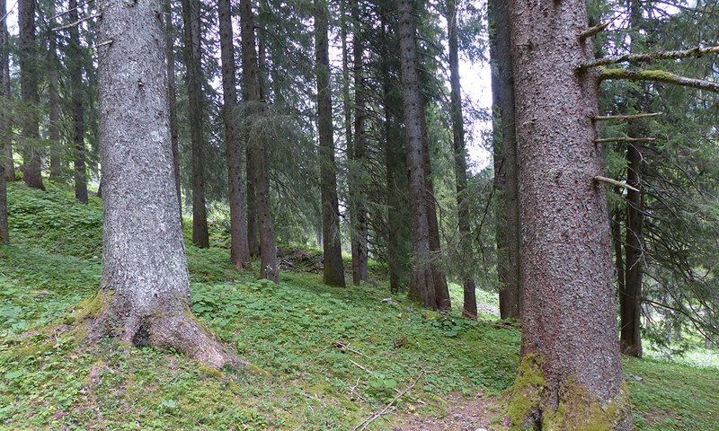 bosco di conifere