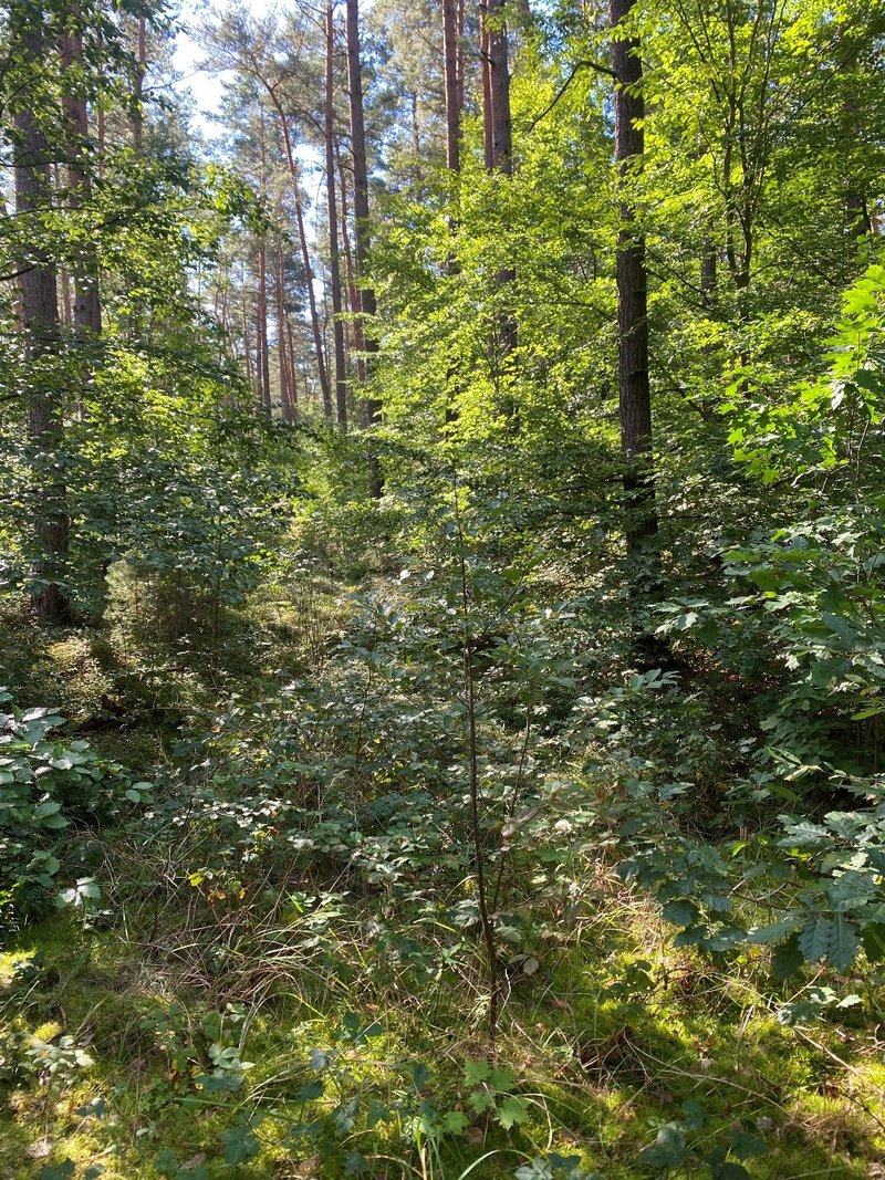 Junger Wald, Mischverjüngung  aus Rot-Buche, Trauben-Eiche und Gemeiner Kiefer