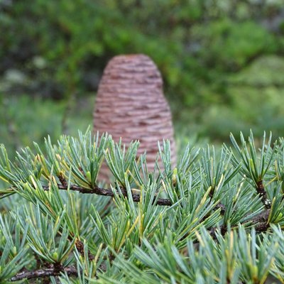 bräunlich gefärbter, großer ovaler Zapfen. Er steht aufrecht an einem Ast mit vielen grünen Nadeln