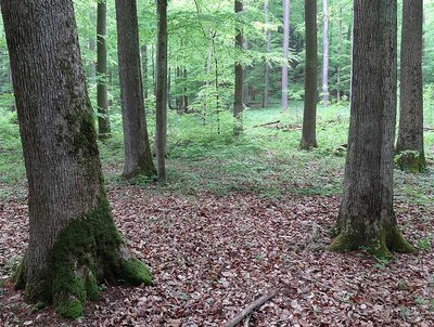 Eichen im Hienheimer Wald