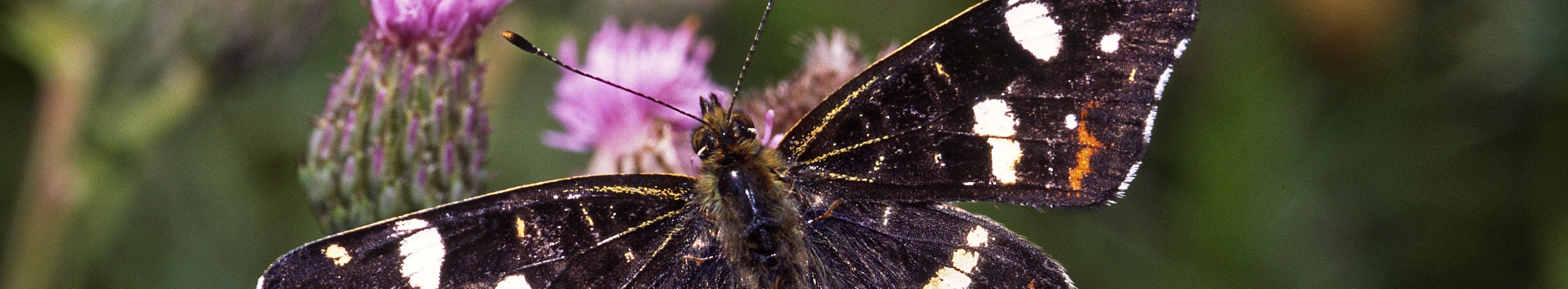 Schwarzer Schmetterling mit weißen und orangenen Flecken auf den Flügeln