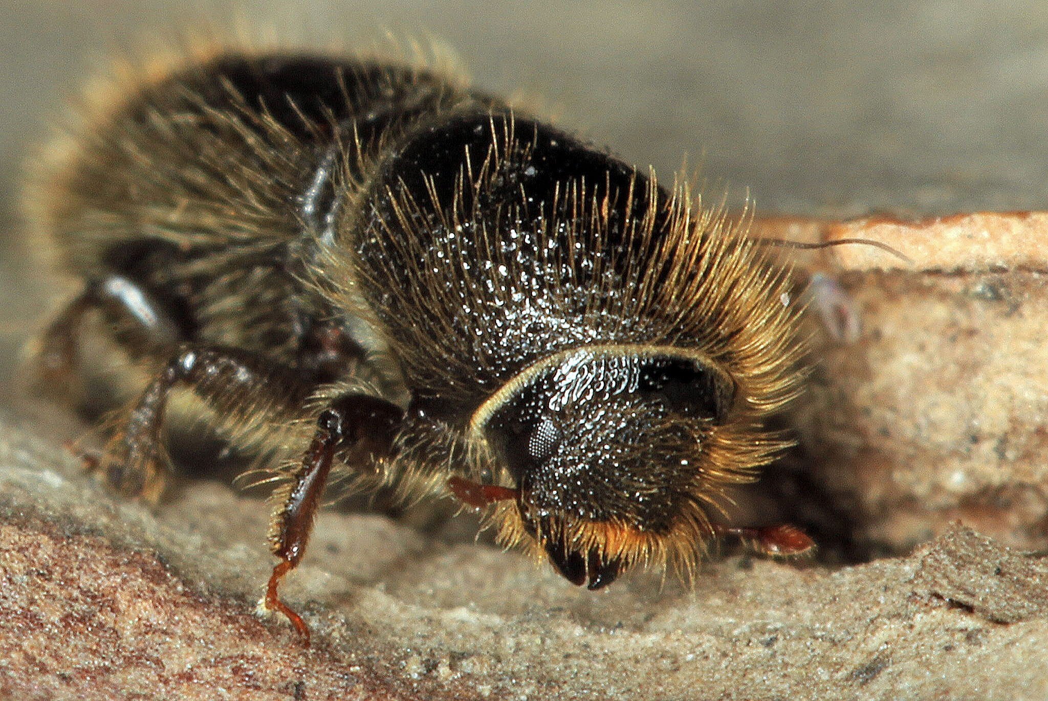 Buchdrucker-Entwicklung in der Schweiz 1 Buchdrucker-Entwicklung in der Schweiz
