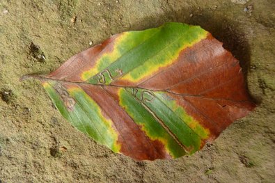 green spots on the otherwise already discolored beech leaf