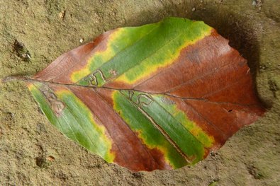 grüne Flecken im ansonsten bereits verfärbten Buchenblatt