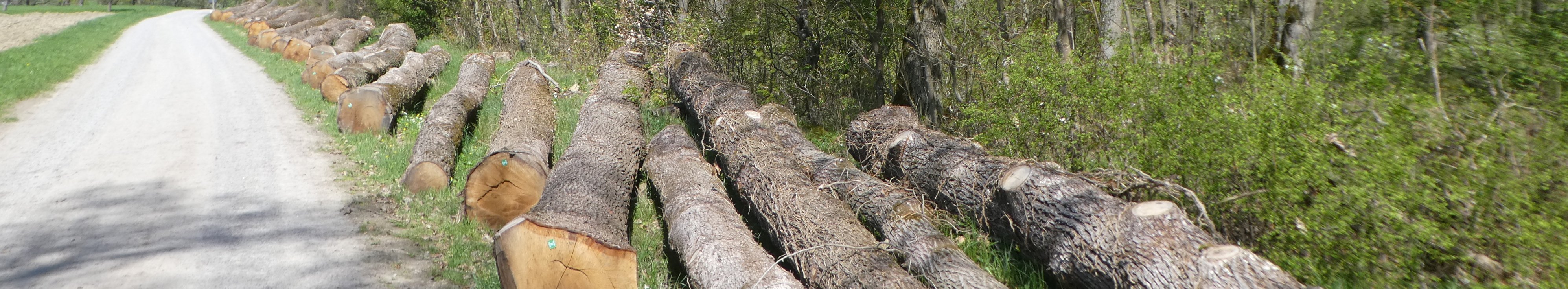 gefällte Stämme an Wegesrand
