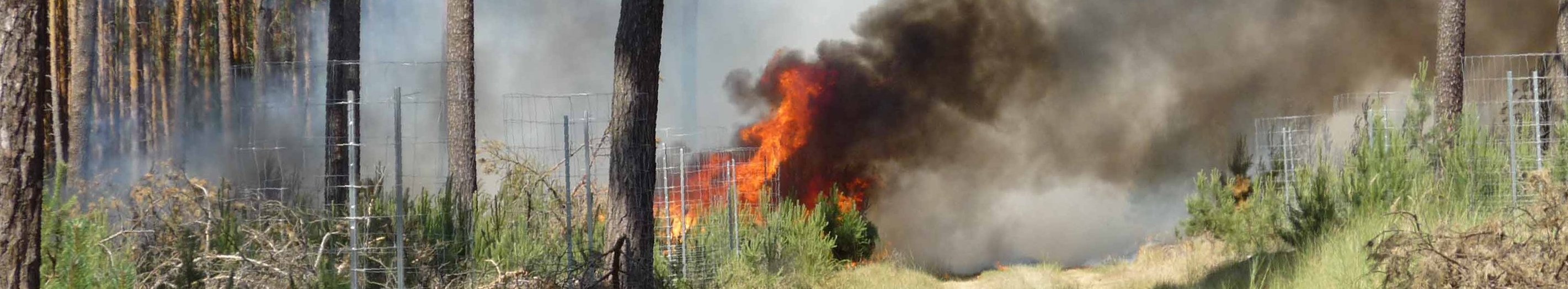 Waldbrand mit starker Rauchentwicklung