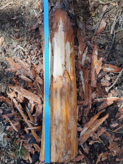 Angekohlte Rinde mit geschädigtem Bast