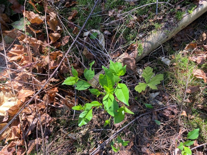  Keimung und Entwicklung von Spätblühender Traubenkirsche Traubeneiche
