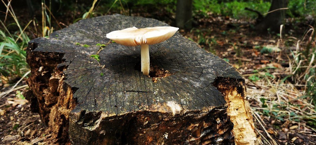 Wissenschaftliche Erforschung von Trittsteinbiotopen in Österreichs Wäldern