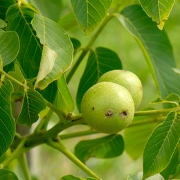 Zwei grüne runde Walnüsse sitzen an einem Walnusszweig