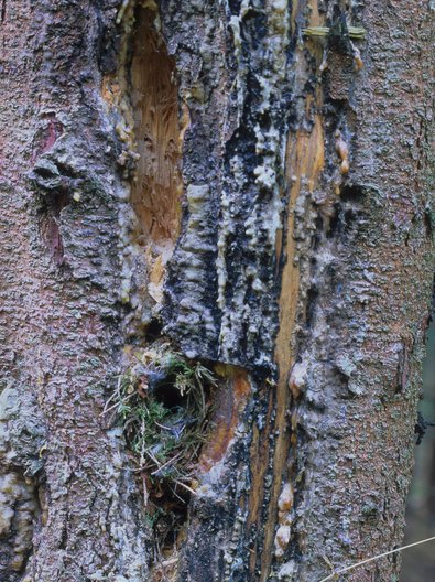 Wren's nest in a nesting cavity