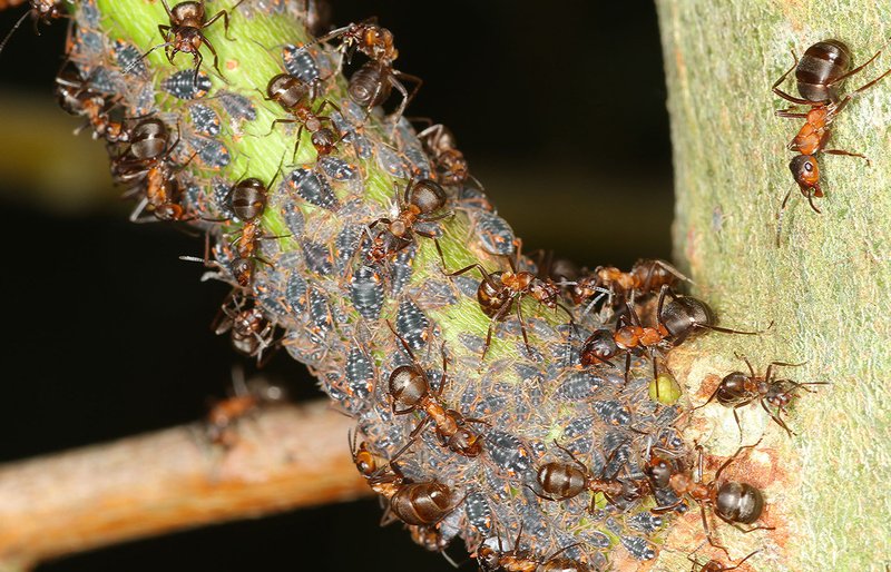 Les fourmis des bois sont fortement tributaires des pucerons