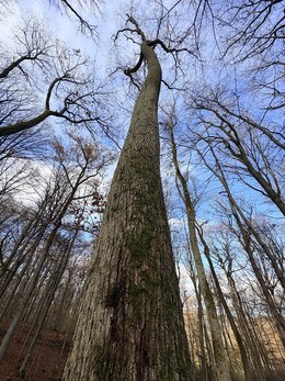Baum mit zurückgesetzter Krone und basalem Schleimfluss
