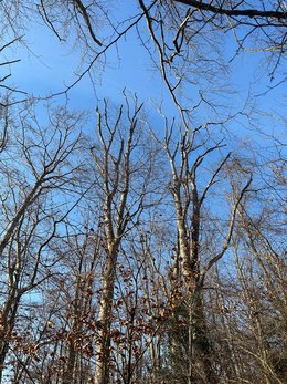 Winterkronenzustand abgestorbener und stark geschädigter Buchen, deren verbliebenen und sich weiter zersetzenden Äste ein großes Gefahrenpotenzial darstellen.