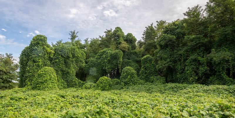 épais tapis de lianes de kudzu