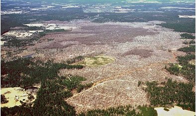 Entwicklung von Befall durch Southern pine beetle ohne Einwirkung von Bekämpfungsmaßnahmen 1983/84 im Gebiet Four Notch, Februar 1984