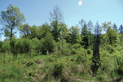 Mittelwaldhieb im Mittelwald Trinkhau im Sommer 2021. Habitat des Wald-Wiesenvögelchens (Coenonympha hero) und vieler weiterer Lichtwaldfalter.