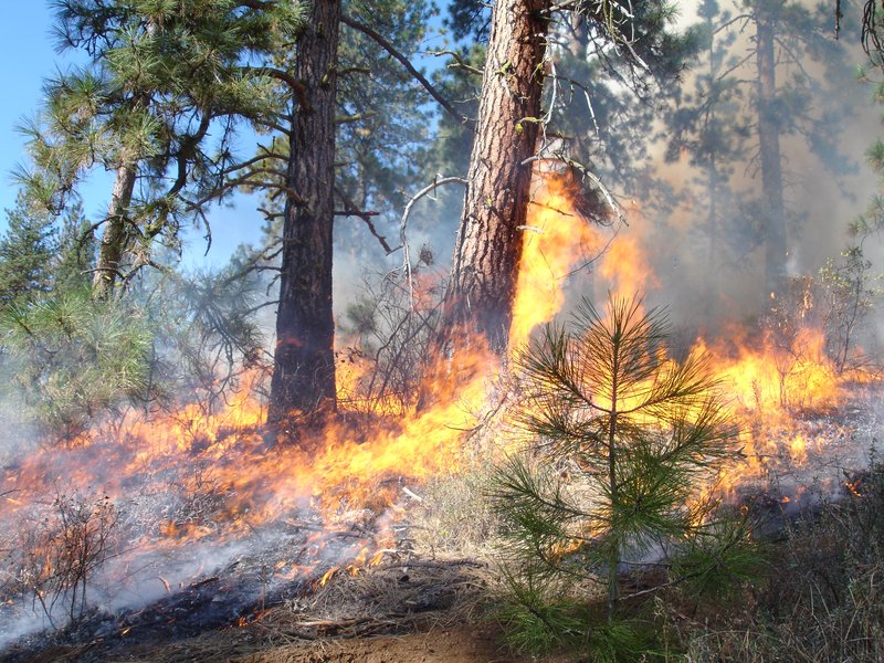 Der Einsatz von kontrolliertem Feuer spielt nicht nur im Waldnaturschutz eine wichtige Rolle.