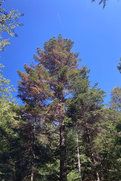 Abb. 4: In den Herbst fortschreitende Kronenverfärbung einer Weißtanne nach Borkenkäferbefall im Sommer 2022; links: 25. August, rechts: 25. Oktober (Fotos: H. Delb, Südschwarzwald)