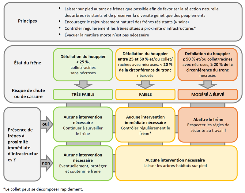 Aide à la décision pour la gestion des frênes atteints par la chalarose du frêne