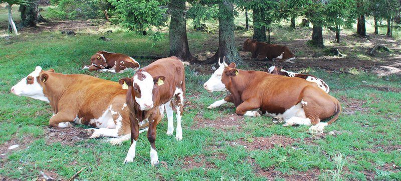 Beispiel einer robusten, geländegängigen und witterungsharten Rinderrasse: Hinterwälder Rind im Hotzenwald.