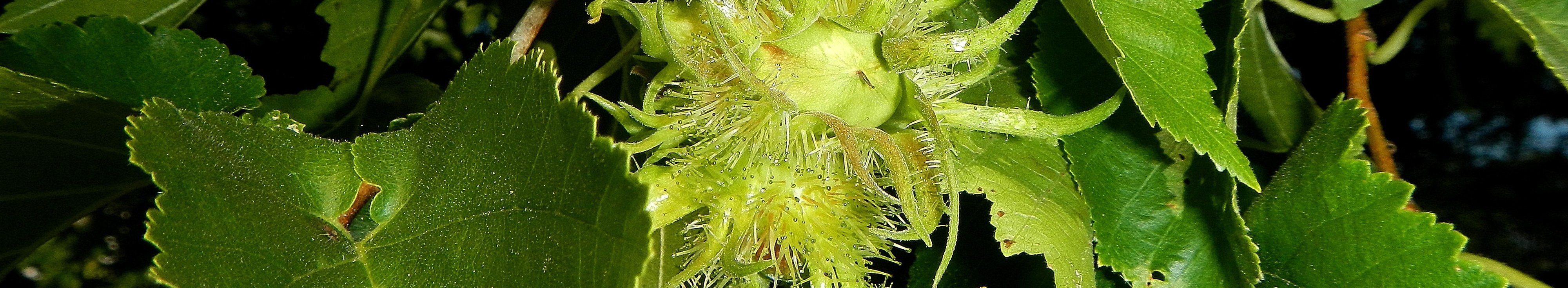 Glänzendgrüne gezähnte Blätter der Baumhasel umgeben eine gelbgrüne gefranste Baumhaselfrucht