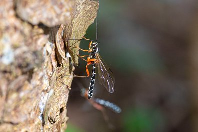weitestgehend schwarze Wespe mit langem Hinterleib