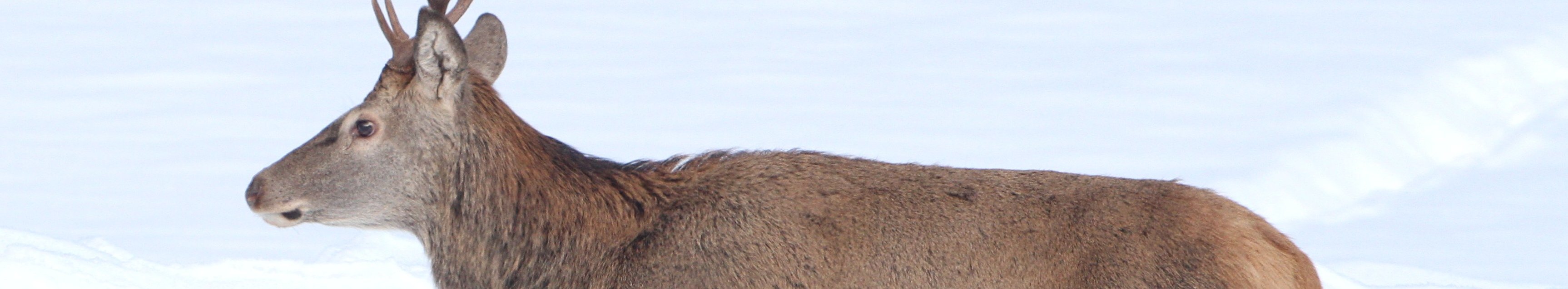 Hirsch geht durch eine Schneelandschaft