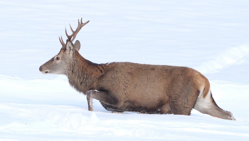 Hirsch geht durch eine Schneelandschaft