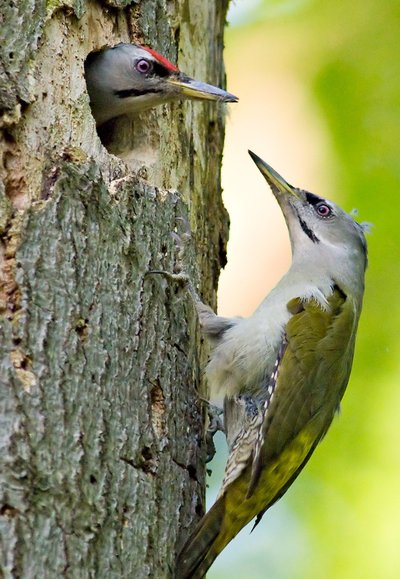 pair of grey-headed woodpeckers on a cavity tree