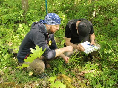 Zwei Personen bestimmen Bodenpflanzen