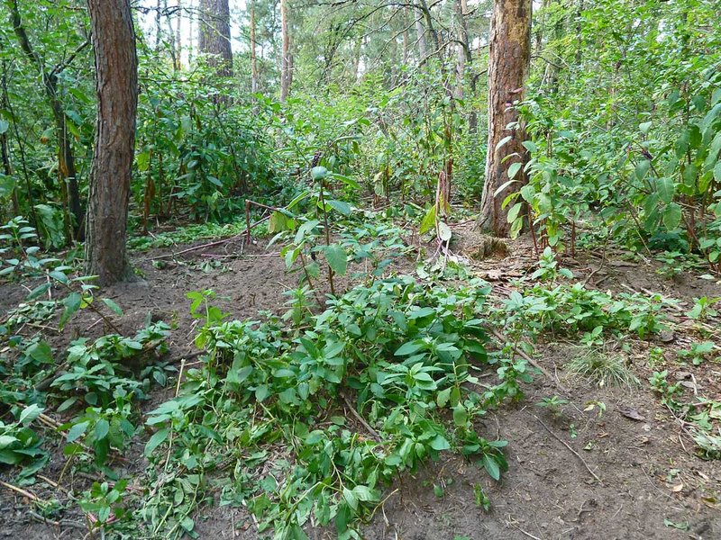 Eindringende Neobiota können den Charakter lichter Waldlebensräume nachhaltig verändern. Hier wächst die Amerikanische Kermesbeere (Phytolacca americana L.) in einem Kiefernwald auf Dünensand. (Foto: M. Rupp)