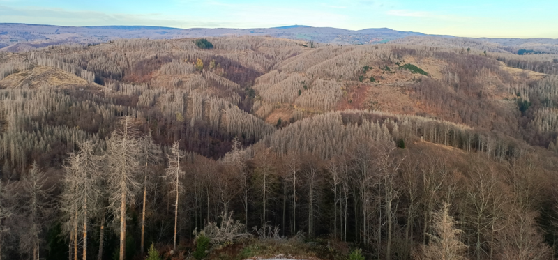 Abgestorbene Fichtenwälder im Harz