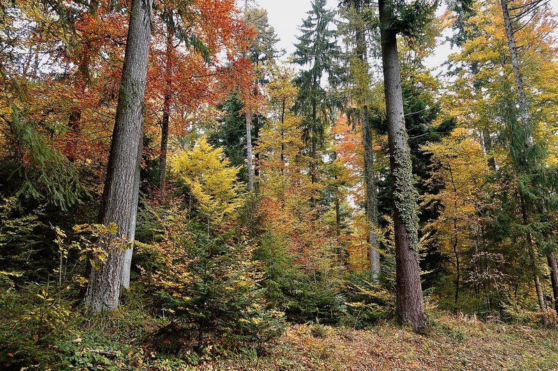 Strukturreicher Mischbestand mit mehreren Baumarten und Altersklassen