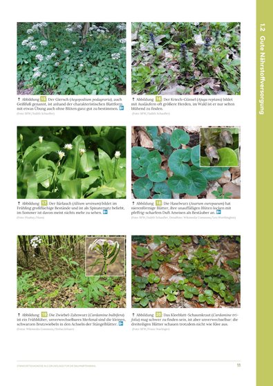 Seite 11 der Broschüre, die 6 verschiedene Zeigerpflanzen zeigt.