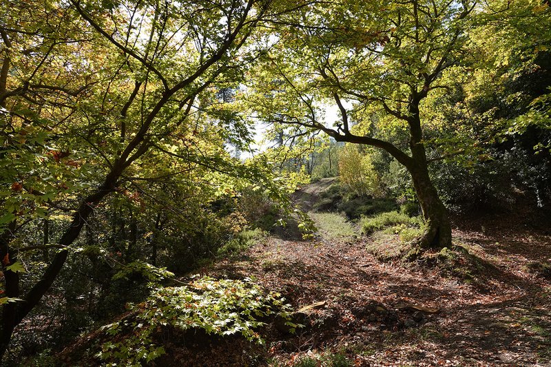 Laubwald auf der griechischen Insel Euböa