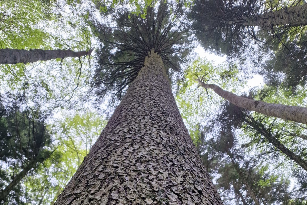 großer gerader Nadelbaum