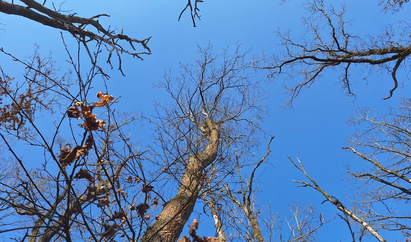 Blick in eine lichte, stark aufgelöste Eichenkrone mit zahlreichen abgestorbenen und kahlen Ästen vor blauem Himmel; einzelne braune Blätter hängen noch an den Zweigen.