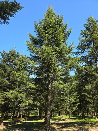 schöner, großer Nadelbaum