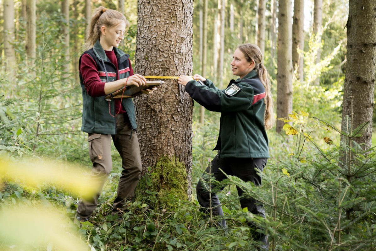 Zwei Försterinnen vermessen einen Baum mit Maßband
