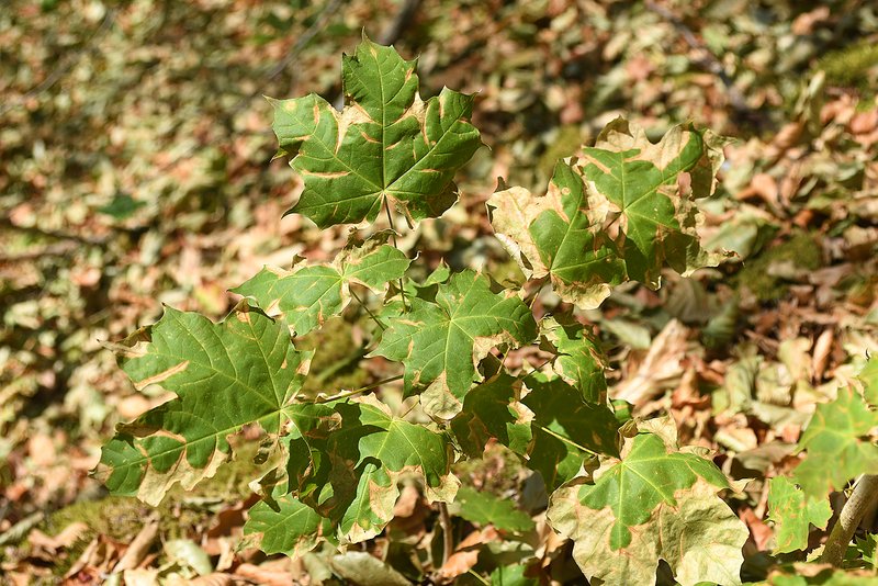 Spitzahorn mit einem anderen Absterbemuster von den Leitbahnen und der Spitze des Blattes ausgehend